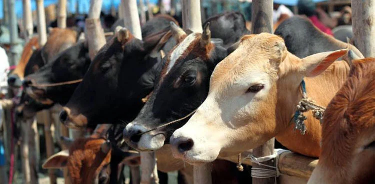 Eid al Adha 2026 UAE: Expected Dates & Holidays